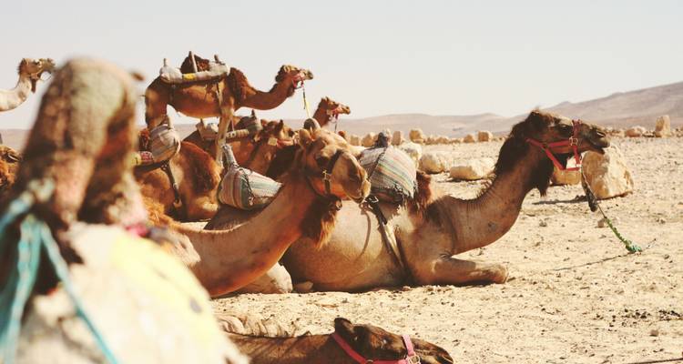 Classical Israel Tour Package, 8 Days - Bein Harim Tourism Services  10