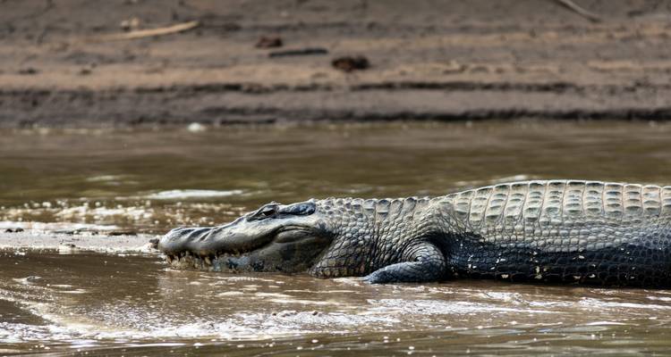 Caiman resting by the water.