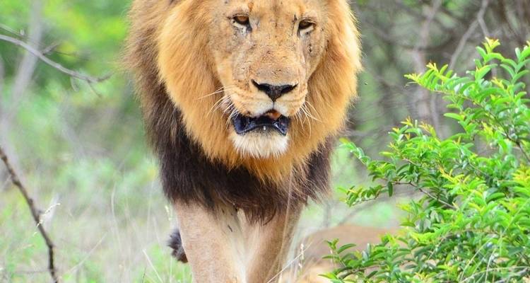Safari animalier - aller- retour - 2 jours - Cape Xtreme 1