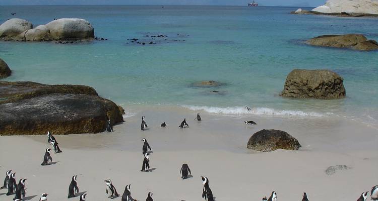 Circuito de 3 días a Cape Point y safari por la fauna - ida y vuelta - Cape Xtreme 2