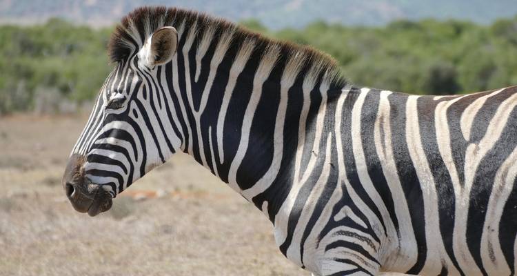 Safari de 4 días de Cabo a Addo - Ida y vuelta - Cape Xtreme 8