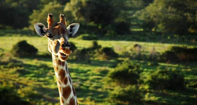 Safari de 4 días de Cabo a Addo - Ida y vuelta - Cape Xtreme 4