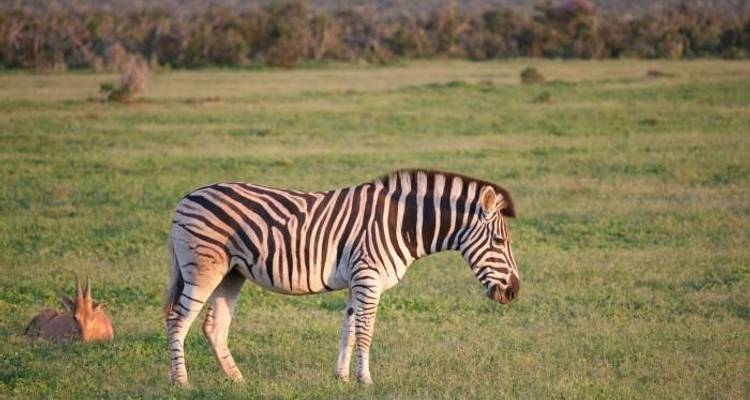 Safari de 5 días de Cabo a Addo - Ida y vuelta - Cape Xtreme 3