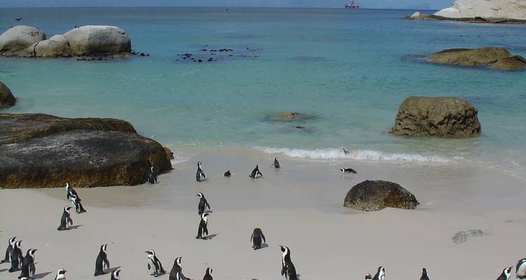 10 Days Cape Town, Garden Route & Addo Package - Cape Xtreme 8