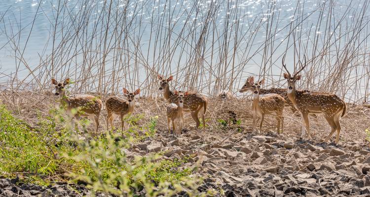 Viaje al Triángulo dorado con Ranthambore (Vida Salvaje) y Varanasi Espiritual - GeTS Holidays 9