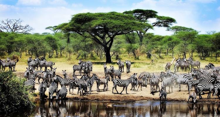 Un grand groupe de zèbres s'abreuvant à un point d'eau.