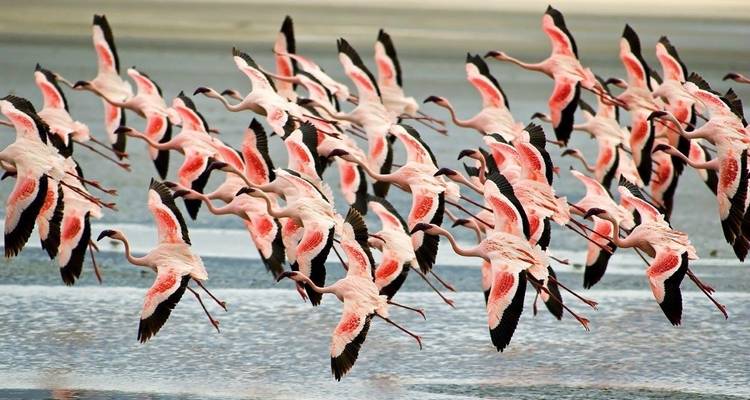 Simba Safari, Serena Lodges - Prime Safaris 8