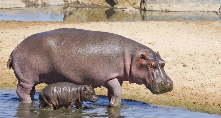 Simba Safari, Serena Lodges - Prime Safaris 7