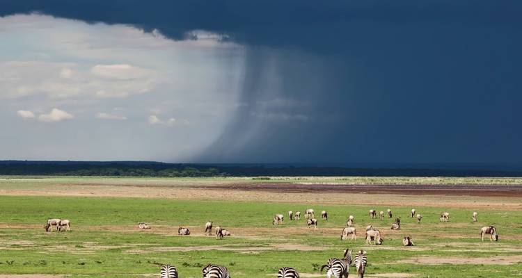 Zebras grasen in einer weiten Ebene unter dunklen Regenwolken.