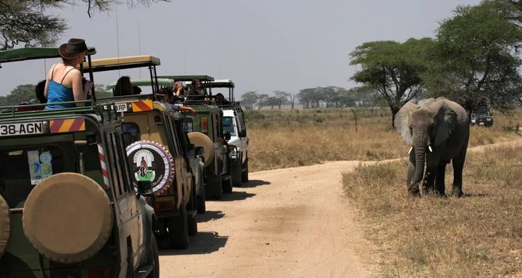 Safarifahrzeuge, die einen Elefanten auf einer unbefestigten Straße beobachten.