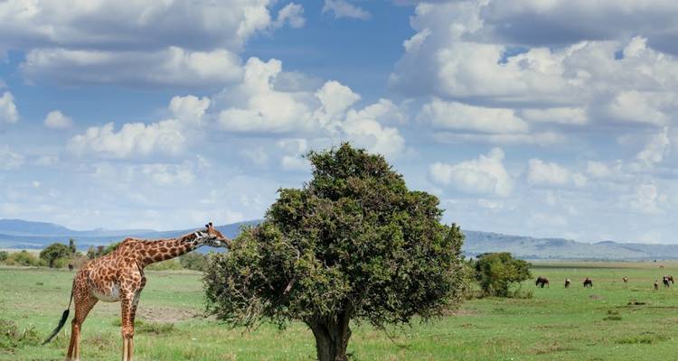 Explorador de África oriental, Keekorok y Serena alojamientos - multipaís - Prime Safaris 2