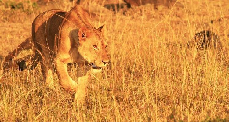 Explorador de África oriental, Keekorok y Serena alojamientos - multipaís - Prime Safaris 10