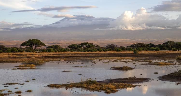 Feuchtgebiete mit Bäumen und einem Berg im Hintergrund.