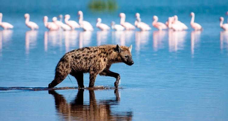 Hyäne, die durch seichtes Wasser läuft, mit Flamingos im Hintergrund.