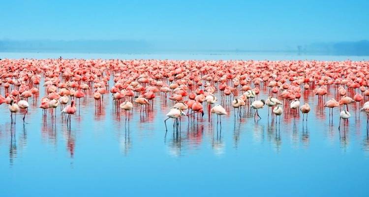 Große Flamingo-Schar, die im ruhigen Wasser steht.