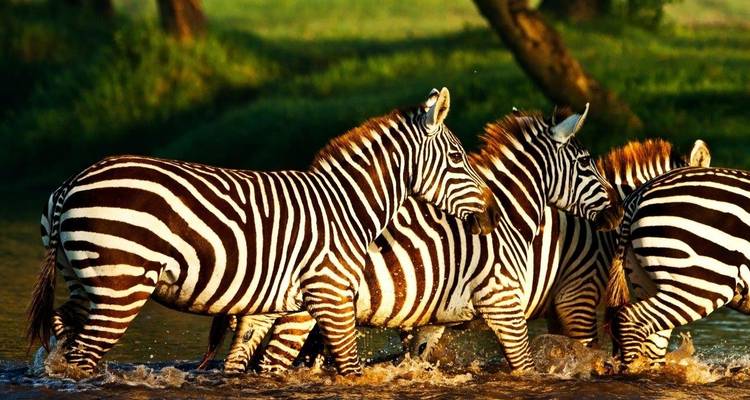 Zebras waten durch Wasser mit Spiegelung.