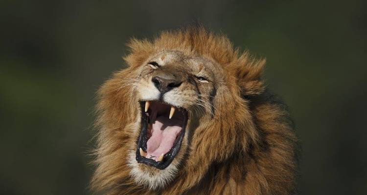 Brüllender Löwe mit unscharfem Hintergrund.