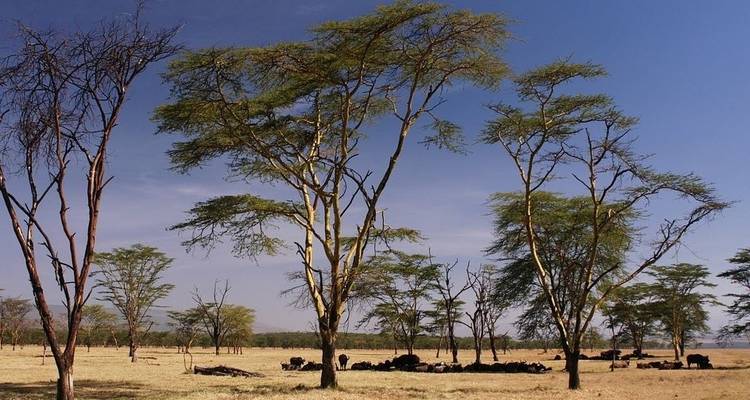 Kilimanjaro a Mombasa - Prime Safaris 8