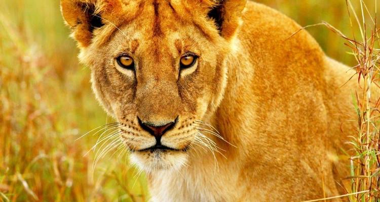 Kenya Classic, Serena Lodges - Prime Safaris 6