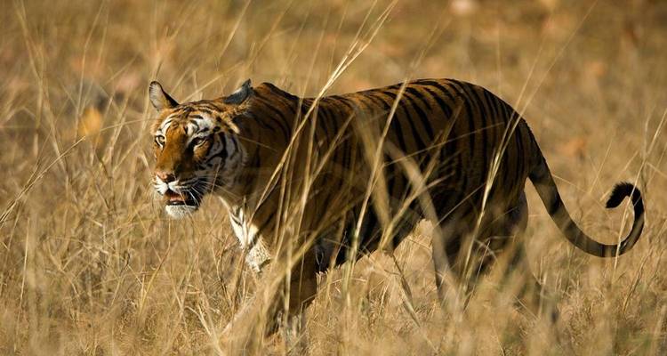 Espléndido triángulo de oro y Tigres - Bout India 8