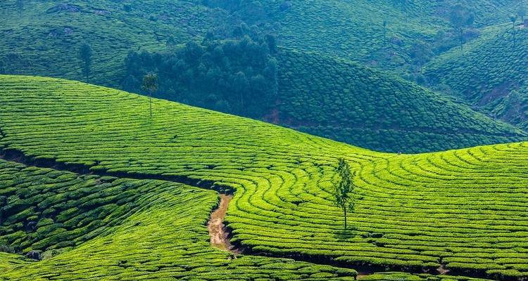 Kerala, el país de Dios - Bout India 2