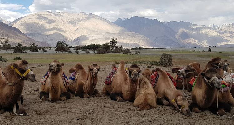 The Quaint Monasteries & the Eternal Bliss: Leh -Ladakh - Bout India 10