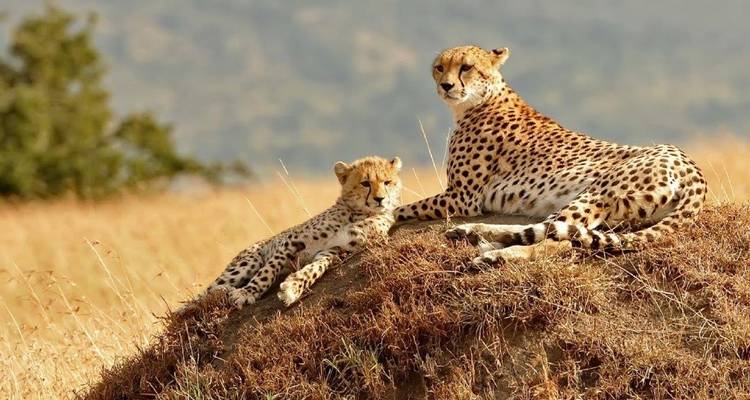 Kenya Classic, Sopa Lodges - Prime Safaris 8
