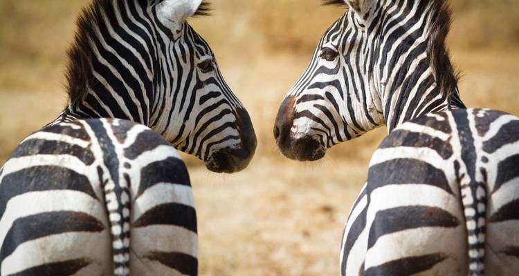 Kenya Classic, Sopa Lodges - Prime Safaris 4