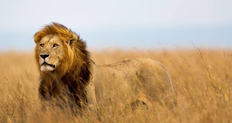Kenya Classic, Sentrim Lodges - Prime Safaris 2