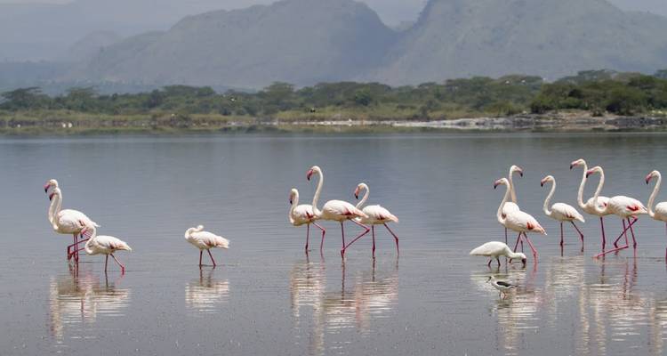Flamencos vadeando en el agua con montañas a lo lejos.