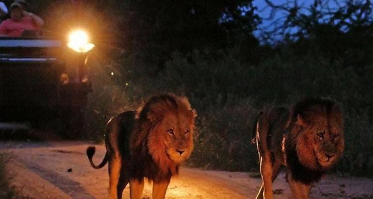 Safari de 3 jours dans le Kruger - Escapade dans le bush - Hotspots2c 2