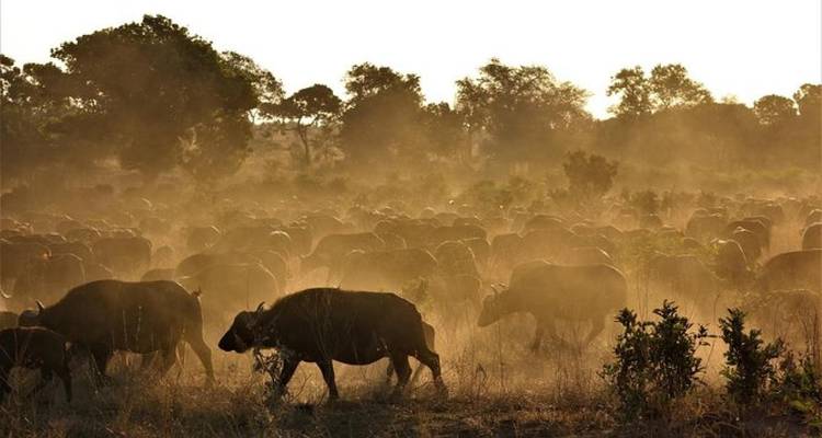 Safari de 3 jours dans le Kruger - Escapade dans le bush - Hotspots2c 6