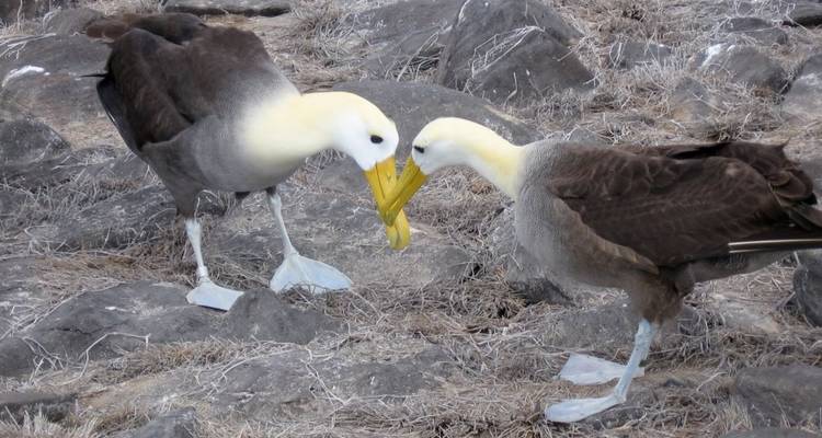 5 jours Best of Me Gusta Galapagos Santa Cruz et; San Cristobal Islands - Me Gusta Galapagos 3