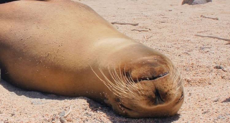 5 jours Best of Me Gusta Galapagos Santa Cruz et; San Cristobal Islands - Me Gusta Galapagos 1