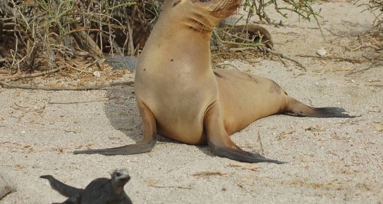 5 jours Best of Me Gusta Galapagos Santa Cruz et; San Cristobal Islands - Me Gusta Galapagos 4