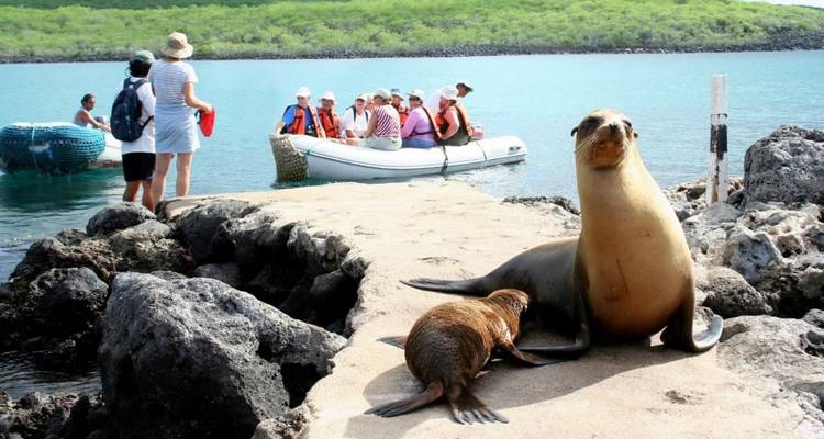 Complet - Santa Cruz, Isabela et; San Cristobal 8J/7N avec Tintoreras - Me Gusta Galapagos 2