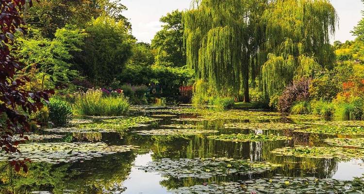 Beautiful pond with water lilies and lush greenery.