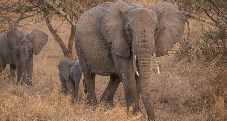 Famille d'éléphants marchant dans la savane sèche et herbeuse