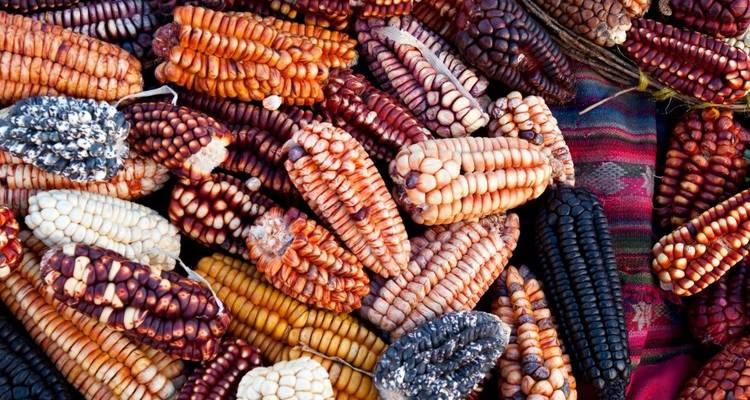 Peruvian Gastro Tour - LimaTours 4