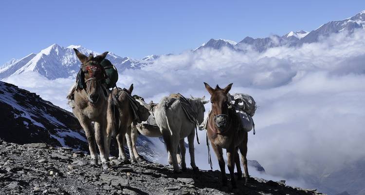 Annapurna Base Camp Trek - Broad Adventure Pvt. Ltd. 8