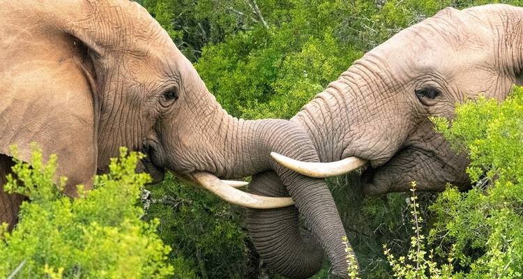 9-day Kruger, Matobo & Victoria Falls (Accommodated) - Acacia Adventure Holidays 2