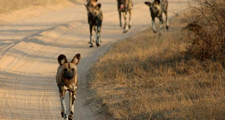 9-day Kruger, Matobo & Victoria Falls (Accommodated) - Acacia Adventure Holidays 3