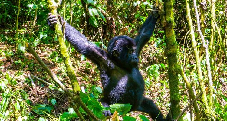 9 jours Gorillas et; Nile River Encounter - Camping - Acacia Adventure Holidays 4