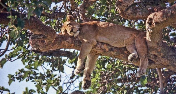 9 jours Gorillas et; Nile River Encounter - Camping - Acacia Adventure Holidays 7