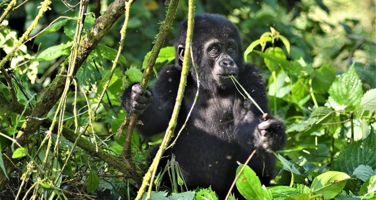 9 jours Gorillas et; Nile River Encounter - Camping - Acacia Adventure Holidays 8