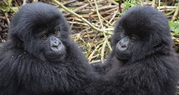 9 jours Gorillas et; Nile River Encounter - Camping - Acacia Adventure Holidays 2