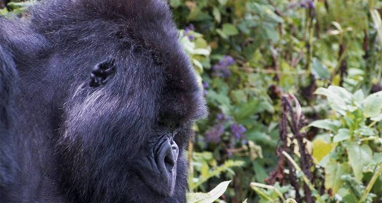 9 jours Gorilles et rencontre avec le fleuve Nil - avec hébergement - Acacia Adventure Holidays 3