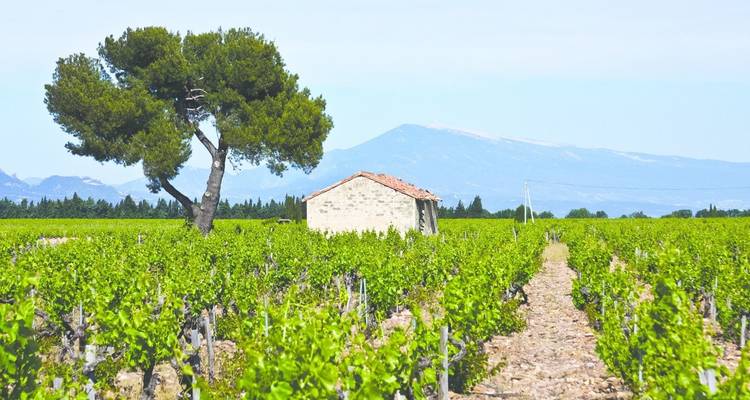 Cotes Du Ventoux Cycling - Exodus Adventure Travels 7