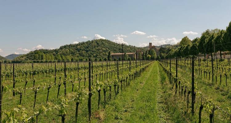 Weinberg mit einem entfernten Dorf und Hügeln.