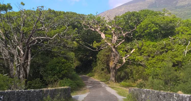 Narrow country lane passing under gnarled oak trees in a lush green valley.
